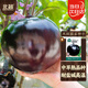 北蔬圓茄子種子苗紫黑特大南北方種植四季蔬菜種籽 黑碩圓茄種子50粒
