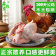 森牧農散養大公雞正宗農家土雞走地雞生鮮食材農村溜達笨公雞大紅公雞肉 500天以上大公雞4斤左右