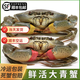 亞又婧【包活到家】福建東山島特大野生青蟹滿(mǎn)黃紅膏蟹螃蟹黃油蟹送禮盒 紅膏母蟹2斤裝（4只）