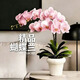 雙盟粉色雙株蝴蝶蘭帶花苞易養蘭花卉四季開(kāi)花綠植盆栽米色盆源頭直發(fā)