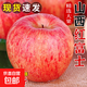 山西運城紅富士高山脆甜丑蘋(píng)果 冰糖心蘋(píng)果 應季新鮮水果整箱 運城蘋(píng)果帶箱9斤80mm+