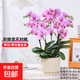 年宵花春節蝴蝶蘭組合盆栽綠植擺件室內裝飾年貨過(guò)年花卉鮮花植物 仙女粉色系蝴蝶蘭【6花劍 帶花苞】+陶瓷花盆