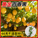 臨雅百香果樹(shù)果苗正宗果樹(shù)苗陽(yáng)臺盆栽庭院種植黃金果苗3棵源頭直發(fā)