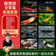 云峰海瑞黑殼蝦清潔蝦觀(guān)賞蝦活體淡水 魚(yú)缸水族箱水草缸清潔除藻淡水寵物 【漂亮清潔蝦】全家福高端套餐