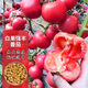 耘淘黃紅五彩番茄種子紅黃斑馬西紅柿條紋圣女黃皮球柿子水果蔬菜種子 白果強豐種子1包約200粒 原裝