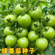 稻田伙伴蘋(píng)果綠番茄種子賊不偷綠色西紅柿種籽大果型春季蔬菜種籽孑高產(chǎn) 蘋(píng)果綠番茄種子150粒