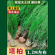 花e流松柏樹(shù)苗墓地專(zhuān)用塔柏龍柏側柏陵園墓地墳前風(fēng)水樹(shù)木耐寒耐旱苗木 【四季常青】精品塔柏1.2米以上 苗圃現挖帶大土球