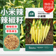 北蔬 小米辣椒種子苗泡椒黃皮朝天椒特辣四季菜種籽 小米辣種子100粒