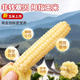 鄉公館云南香甜糯拇指小玉米新鮮早餐輔食兒童手指西雙版納玉米真空包裝 拇指玉米 4斤【軟糯香甜 寶寶更愛(ài)吃】