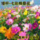 綠中城七彩格?；úㄋ咕栈ǚN子四季播種開(kāi)花易活花?；ㄗ淹ピ夯ǚN籽子孑 【矮桿七彩格?；ɑ焐?一斤
