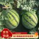 鳳鳴雅世  西瓜種子水果種子西農8號西瓜種籽8424西瓜冰激凌西瓜京欣種子 京欣二號2號西瓜種子25克