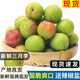 京逸現貨現摘李子新鮮三月李應季青李子酸脆珍珠李三華李孕婦水果整箱 1斤|中果【單果約新版1元硬幣大】 現摘現發(fā)+辣椒鹽