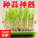 水培種子芽苗菜種子蔬菜種子綠豆黑豆黃豆豌豆蠶豆貓草蘿卜種子 芽苗盤(pán)1套+大蒜頭100g+噴壺1個(gè)