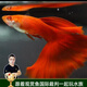 云峰海瑞觀(guān)賞魚(yú)純種孔雀魚(yú)活體小型熱帶魚(yú)鳳尾魚(yú)斗魚(yú)寵物魚(yú)缸造景寵物活體 血紅孔雀魚(yú)一對（一公一母）
