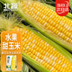北蔬水果玉米種子苗甜脆可生吃大棒苞米籽 雙色甜玉米種子25g約190粒