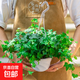 常春藤盆栽吊蘭室內陽(yáng)臺客廳辦公室桌面綠植花卉垂吊型植物老樁苗 常春藤一盆 掛鉤+帶盆栽好+底托 帶盆栽好