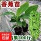 耐寒香蕉樹(shù)苗芭蕉樹(shù)蘋(píng)果蕉粉蕉盆栽矮化批量發(fā)香蕉果樹(shù)苗南方種植 香蕉苗2棵【種植5個(gè)月結果】 30cm(含)-40cm(不含)