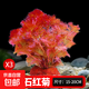 瘋狂水草綠菊水草植物魚(yú)缸坨草造景增氧陰性水榕養魚(yú)生態(tài)水培綠植 火山石紅菊3顆