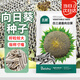 北蔬向日葵種子盤(pán)大粒大食用瓜子葵花籽 白三道眉向日葵種子約100粒