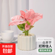 紅粉佳人室內植物粉色戀人辦公室桌面綠植四季觀(guān)葉植物合果芋盆栽 紅粉佳人+米色提拉米蘇陶瓷盆+鋪面石