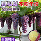 愛(ài)果趣葡萄樹(shù)苗當年結果陽(yáng)光玫瑰盆栽地栽特大巨峰帶葉爬藤南北方種植 高50-70cm（原盆原土） 【夏黑】種死補發(fā)