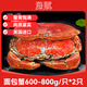 英國 熟凍面包蟹凈重600-800g*2只 滿(mǎn)黃大螃蟹 深海捕撈-源頭直發(fā)
