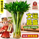 京悠雨帶根文昌竹龍竹觀(guān)音竹轉運竹富貴竹植物水養客廳室內盆栽水培綠植 龍竹-45厘米-4支(文曲顯達金榜題名) 不含盆