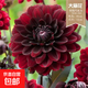 大麗花重瓣巨型花四季種球地瓜花種子球根花卉庭院種植花盆栽植物 A13【卡瑪巧克力】
