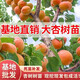 杏樹(shù)樹(shù)苗巨蜜王凱特杏特大果樹(shù)苗新品種南北方都能養全國包郵到家 巨蜜王杏樹(shù)苗 3年苗2棵（修剪保濕發(fā)貨）