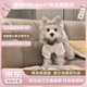 糜嵐純種韓版萌系雪納瑞長(cháng)睫毛小體淺椒鹽色黑銀色可愛(ài)健康寵物狗狗 寵物級 韓系純種精品