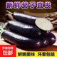 【大棚種植】壽光新鮮采摘茄子 綠把紫皮長(cháng)茄蔬菜批發(fā)整箱新鮮 山東紫茄子 5斤