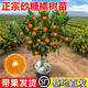 京歡蕓沙糖桔樹(shù)苗地栽盆栽南方北方種植橘子樹(shù)苗柑桔果樹(shù)果苗嫁接砂糖桔 無(wú)核沙糖桔苗 兩年苗