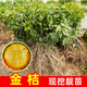 花木農脆皮金桔盆栽樹(shù)裸根苗四季果樹(shù)可食用橘子苗脆皮金橘室內基地直發(fā) 脆皮金桔裸根苗1棵裸根