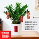 金錢(qián)樹(shù)盆栽招財旺宅客廳年宵盆栽?xún)艋諝馑募境Ｇ嘀参镛k公室綠植 【經(jīng)典精選更茂盛】大盆金錢(qián)樹(shù)+喜樂(lè )白盆 無(wú)規格
