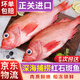 龍味福紅石斑魚(yú)進(jìn)口海捕鮮活冷凍大眼魚(yú)整條富貴魚(yú)魚(yú)類(lèi)海產(chǎn)生鮮禮品 【品質(zhì)款】紅石斑魚(yú)1斤 (2條/斤）