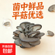 【東東買(mǎi)菜】平菇新鮮蔬菜現摘現發(fā)新鮮蘑菇平菇當季新貨 新鮮平菇現摘現發(fā)（凈重500克）