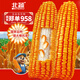 北蔬官方正品玉米種子產(chǎn)高矮大棒抗旱抗倒鄭單958國審飼料四川雜交 北蔬優(yōu)選鄭單958國審玉米種子 共2斤