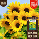北蔬 向日葵種子觀(guān)賞四季種植花卉籽 觀(guān)賞向日葵種子30粒*2袋+50g肥
