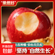 山東煙臺核心果園直供紅富士丑蘋(píng)果摘現發(fā)脆甜多汁 80mm起1斤（含箱）