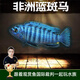 云峰海瑞三湖慈鯛魚(yú)馬鯛活體魚(yú)熱帶魚(yú)觀(guān)賞魚(yú)巖棲中小型淡水魚(yú)非洲王子 藍斑馬3條3-5cm  微發(fā)色