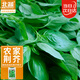 北蔬 荊芥種子大葉河南羅勒香菜四季蔬菜籽 農家清香荊芥籽5g約2500粒