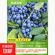 果樹(shù)苗大全耐寒品種苖南北方種植陽(yáng)臺盆栽地栽正宗正品基地現挖 藍莓苗【50-60厘米高】1顆 【下單可備注品種】