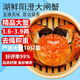 【活蟹】湖鮮陽(yáng)澄大閘蟹全母3.6-3.9兩10只去繩足重年貨節禮盒海鮮螃蟹年夜飯源頭直發(fā)