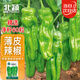 北蔬泡椒辣椒種子苗微辣薄皺皮辣椒盆栽種菜種籽 早熟薄皮椒種子60粒