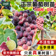 臨雅葡萄樹(shù)苖陽(yáng)光玫瑰巨峰果樹(shù)果苗盆栽南北方耐寒藍莓四季種植院爬藤 旗艦款【巨峰】葡萄苗20-30cm