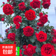 四季開(kāi)花薔薇花苗多花月季花苗特大花大苗濃香型爬藤攀援植物歐月 蒂娜1-1.3米左右【精選大苗】