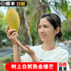【順豐包郵】海南金煌芒果禮盒海南芒果凈重 8斤裝 新鮮芒果直發(fā) 海南金煌芒禮盒 8斤(11-15個(gè))