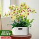 愛(ài)優(yōu)尚蝴蝶蘭帶花苞盆栽秋冬蘭花苗年宵花四季花卉植物客廳室內源頭直發(fā)