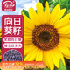 壽禾 向日葵種子苗觀(guān)賞矮桿花卉種籽盆栽種 壽藝笑臉向日葵種子300粒