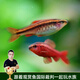 云峰海瑞 水族箱小型熱帶魚(yú)觀(guān)賞魚(yú)活體紅綠燈魚(yú)淡水水族電光魚(yú)美人天使魚(yú) 紅玫瑰魚(yú)20條